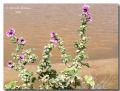 Malva arborea